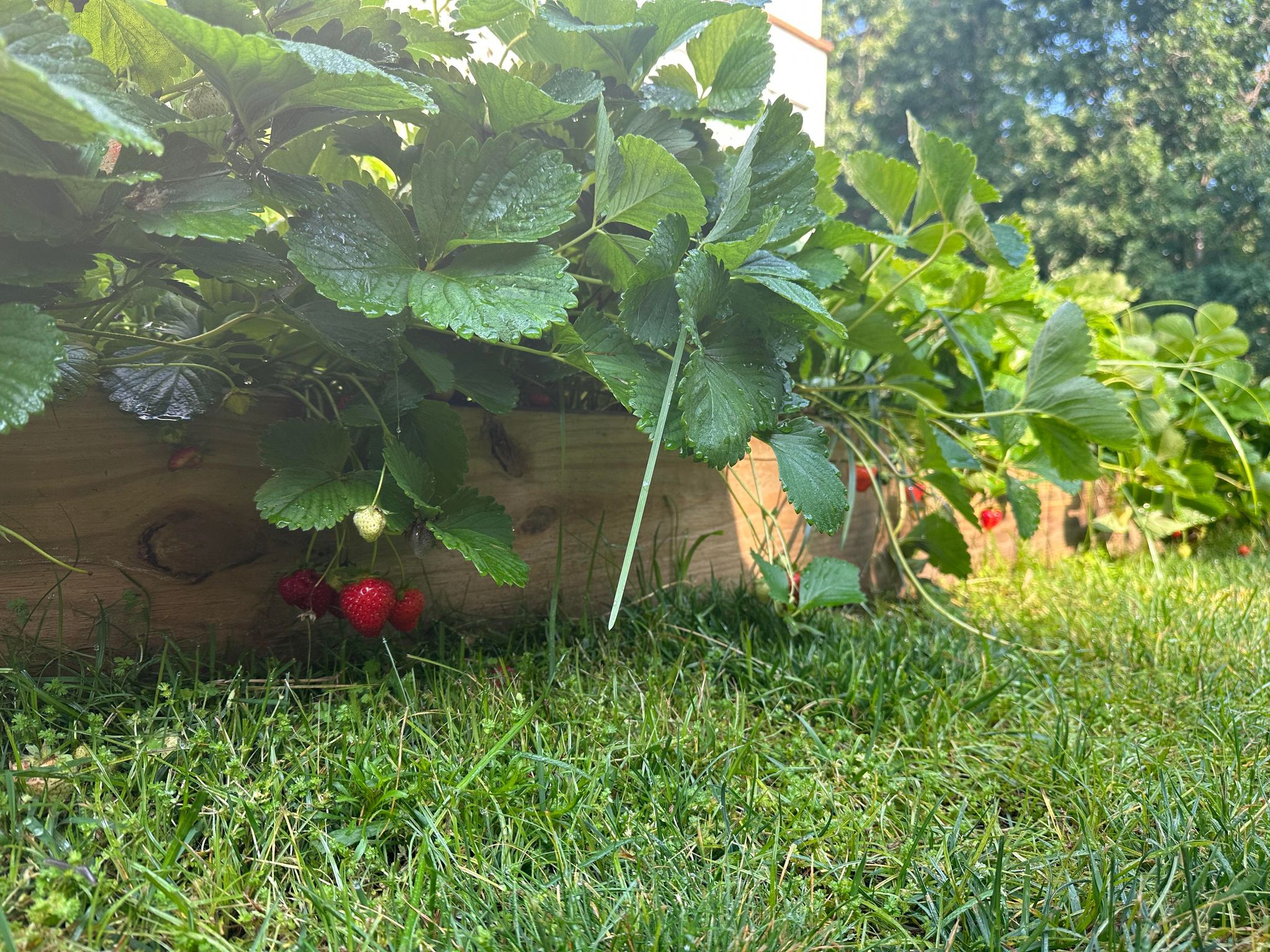 Hand picked New Jersey strawberries are always better than store bought ones