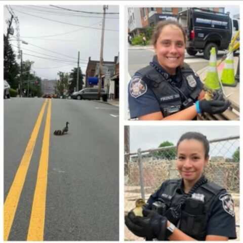 Ducklings saved from fort lee storm drain reunited with mother - photo licensed by shore news network.