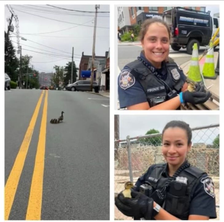 Ducklings saved from Fort Lee storm drain reunited with mother