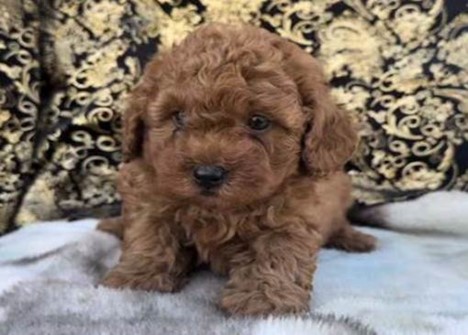 D.C. Armed Robbers Target Puppy Sale, Steal 8-Week-Old Toy Poodle