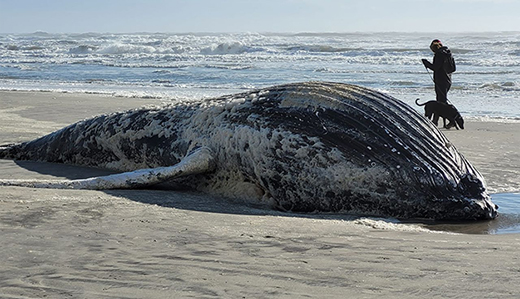 Durr: Attributing the Deaths of Whales Disoriented by Wind Survey Work to Ship Strikes Is Disingenuous