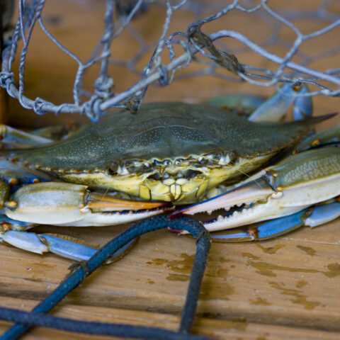 It's crabbing season at the jersey shore, here's what you need to know - photo licensed by shore news network.