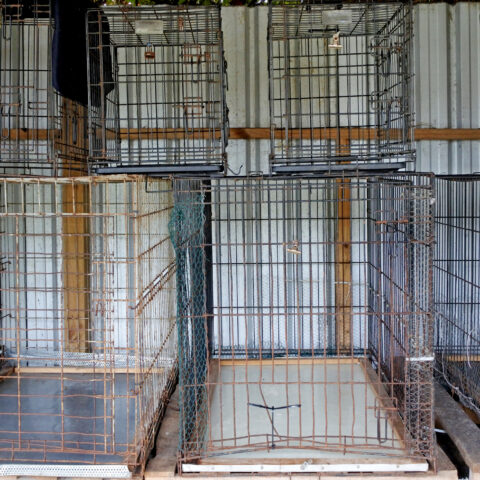 13 dead dogs at home in parma, dozens more neglected - photo licensed by shore news network.