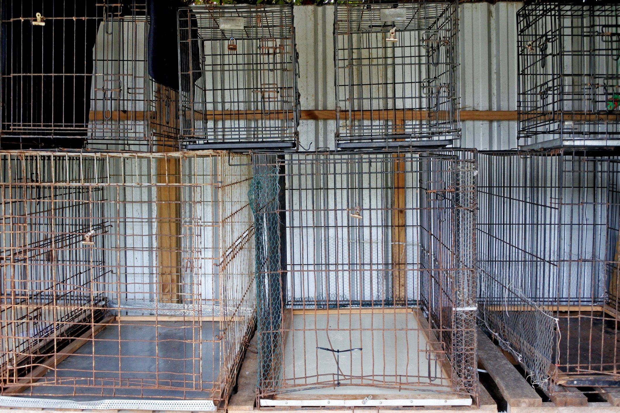 Animal cruelty investigation launched in Rockville after malnourished animals found
