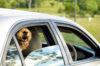 Cherry hill police warn residents about summer safety for pets in cars