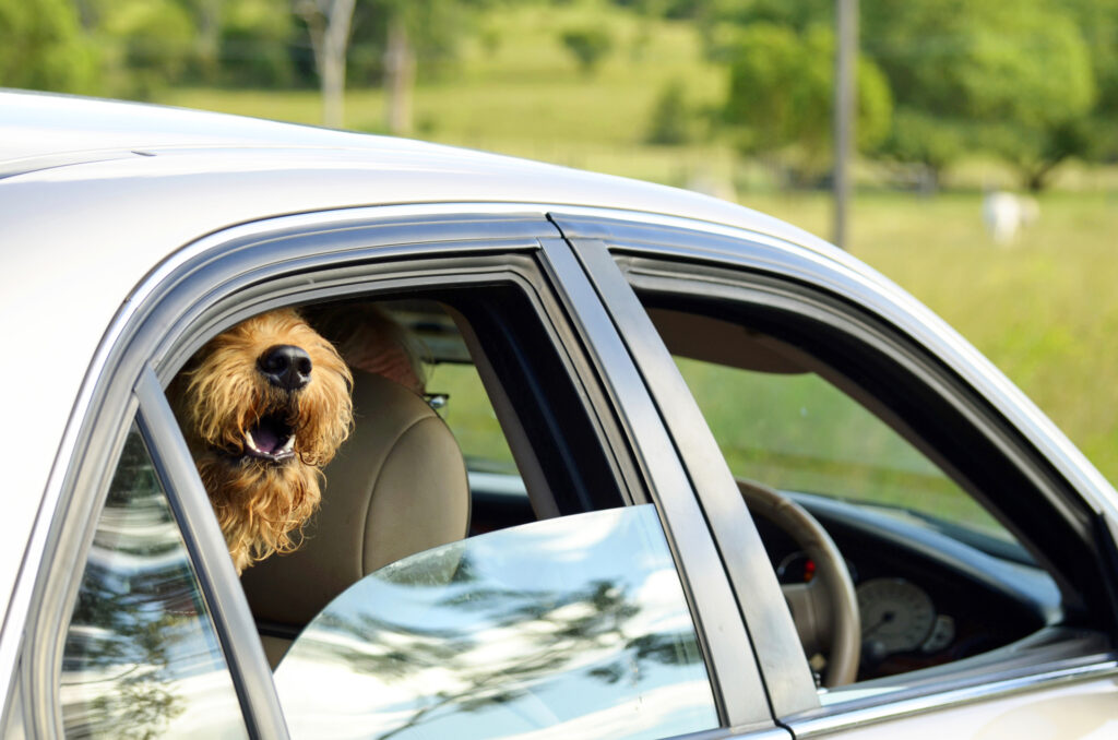 Cherry Hill police warn residents about summer safety for pets in cars