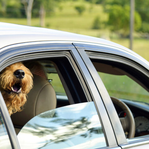 Rabies alert issued in hamilton township - photo licensed by shore news network.