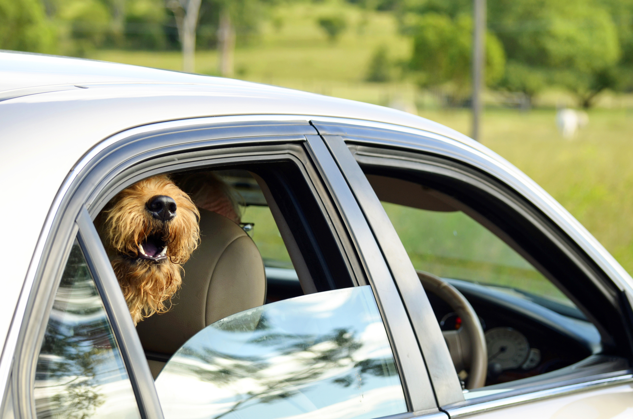 Cherry Hill police warn residents about summer safety for pets in cars