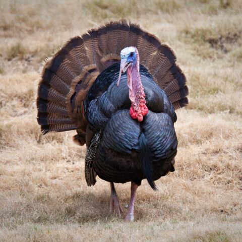 Man, child charged for turkey poaching - photo licensed by shore news network.