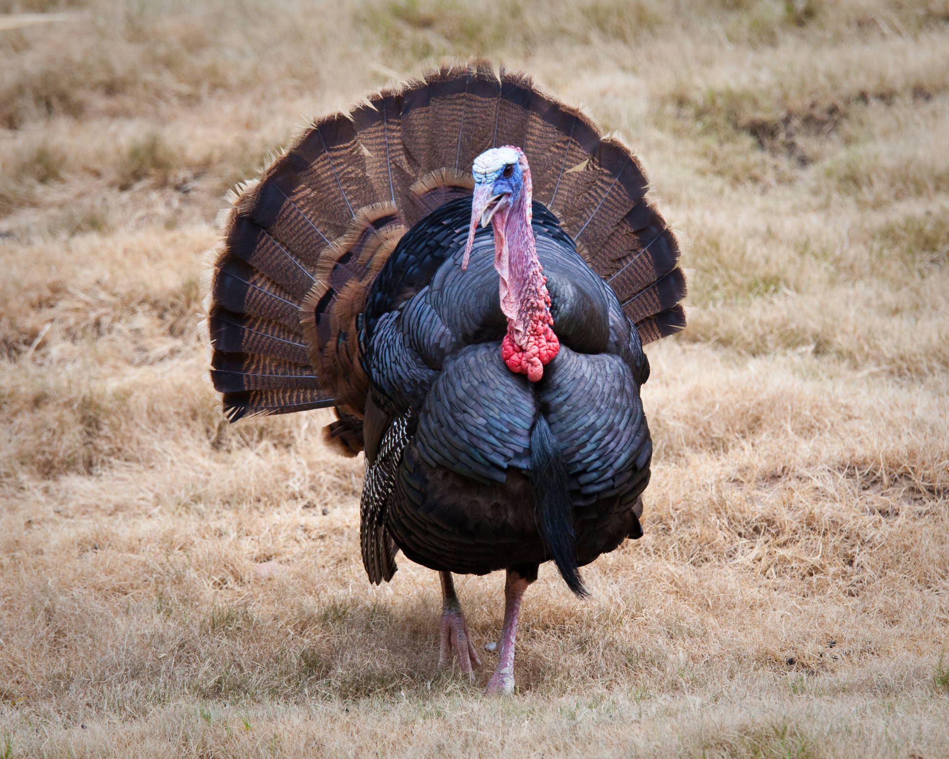 Man, child charged for turkey poaching