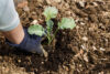 It's july, here's what you can still plant in your new jersey garden