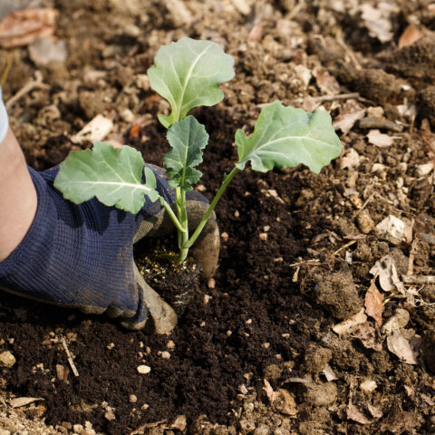 It's july, here's what you can still plant in your new jersey garden - photo licensed by shore news network.