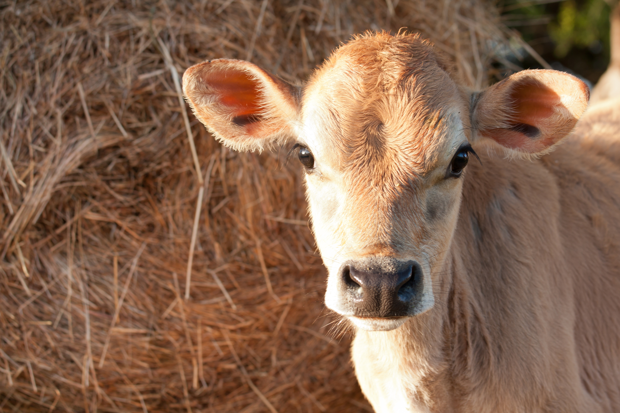 New Jersey lawmakers want to ban veal