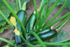 Zucchinis emerge from the rain across new jersey