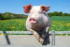 Odenton resident faces charges for murdering neighbor's pig
