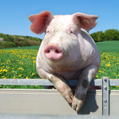 Odenton resident faces charges for murdering neighbor's pig - photo licensed by shore news network.