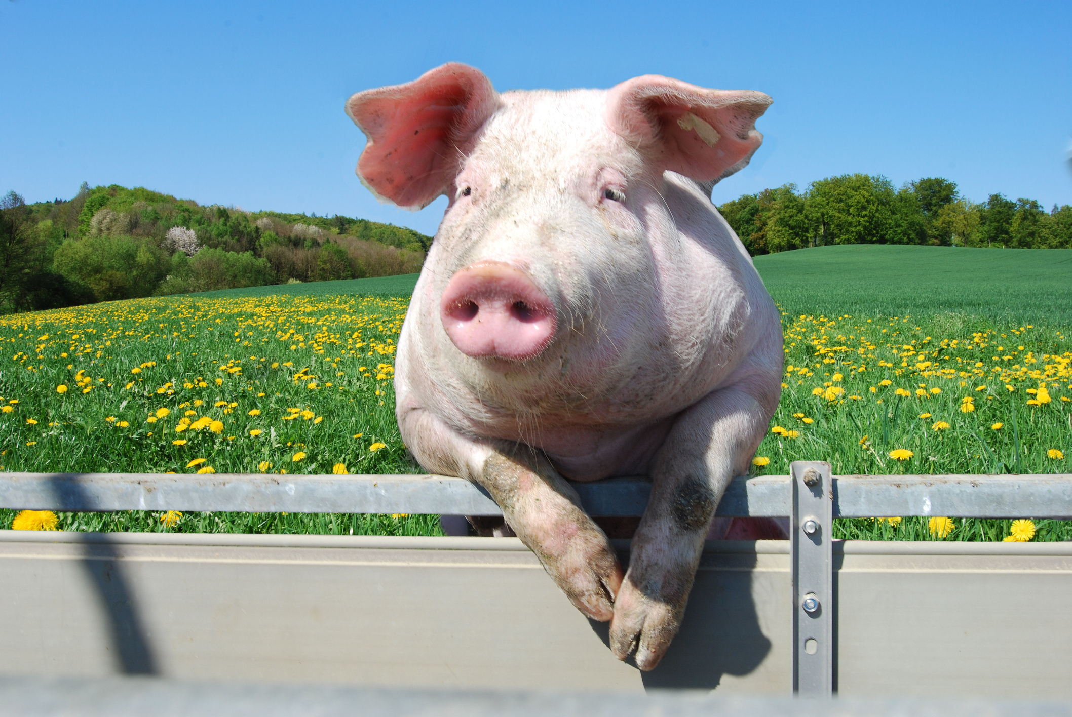 Odenton Resident Faces Charges for Murdering Neighbor's Pig
