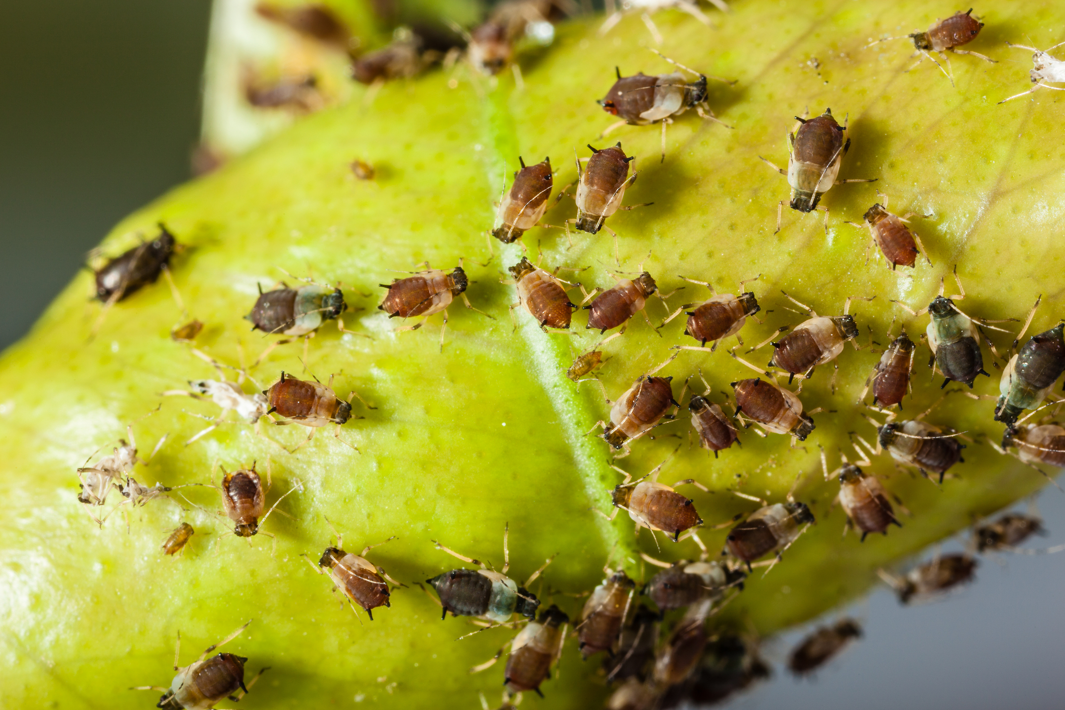 Aphids attacking gardens across New Jersey, here's what to do