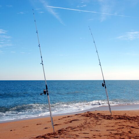 New jersey striped bass limit far exceeds federal emergency limit - photo licensed by shore news network.
