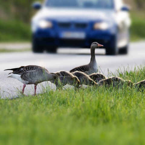 Police investigating hit and run involving geese in howell - photo licensed by shore news network.