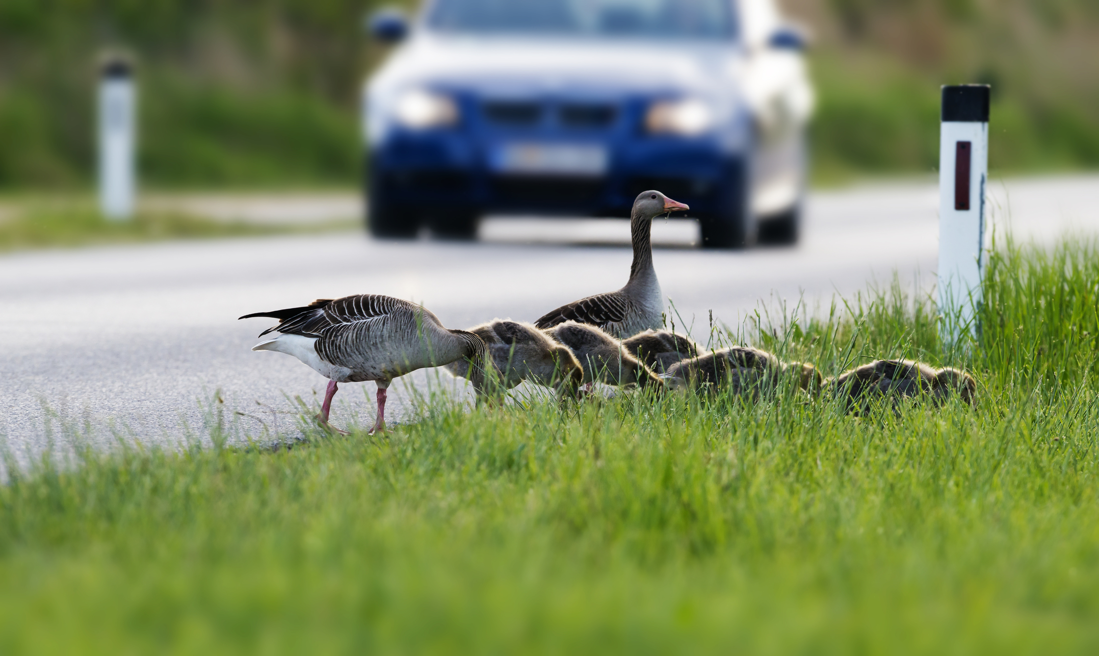 Police investigating hit and run involving geese in Howell