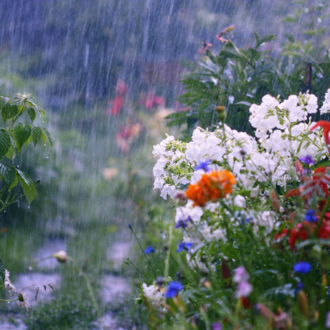 After months with no rain, new jersey gardeners getting flooded out - photo licensed by shore news network.