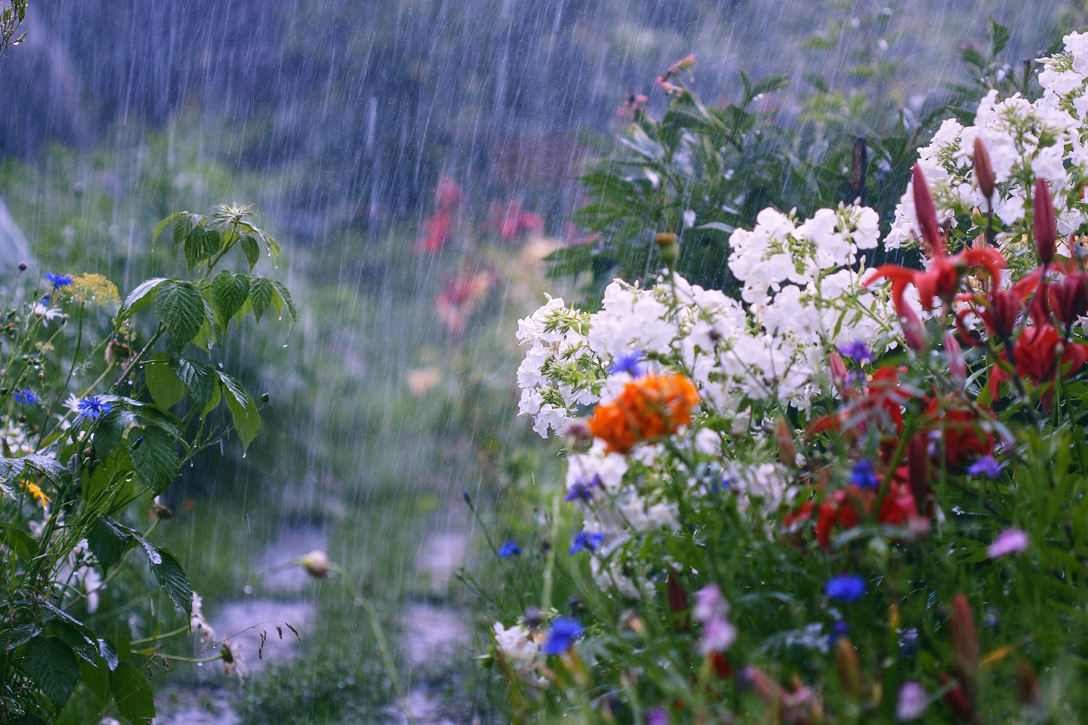 After months with no rain, New Jersey gardeners getting flooded out