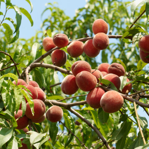 It's jersey fresh peach season in the garden state - photo licensed by shore news network.