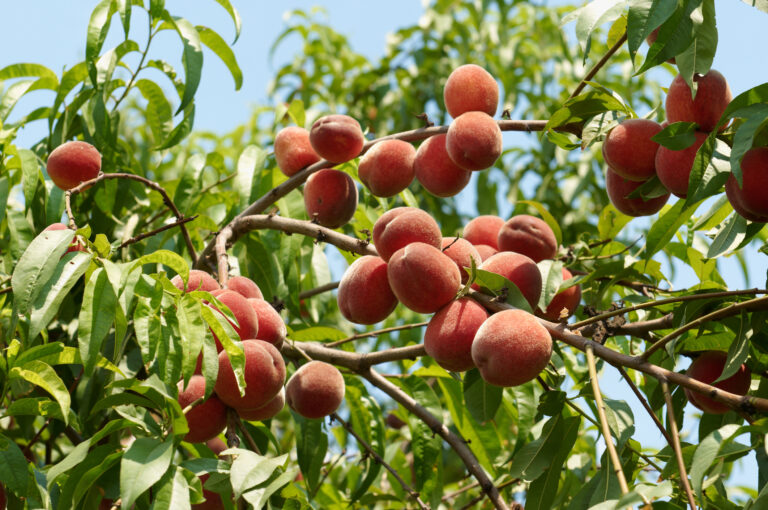 It's jersey fresh peach season in the garden state - photo licensed by shore news network.