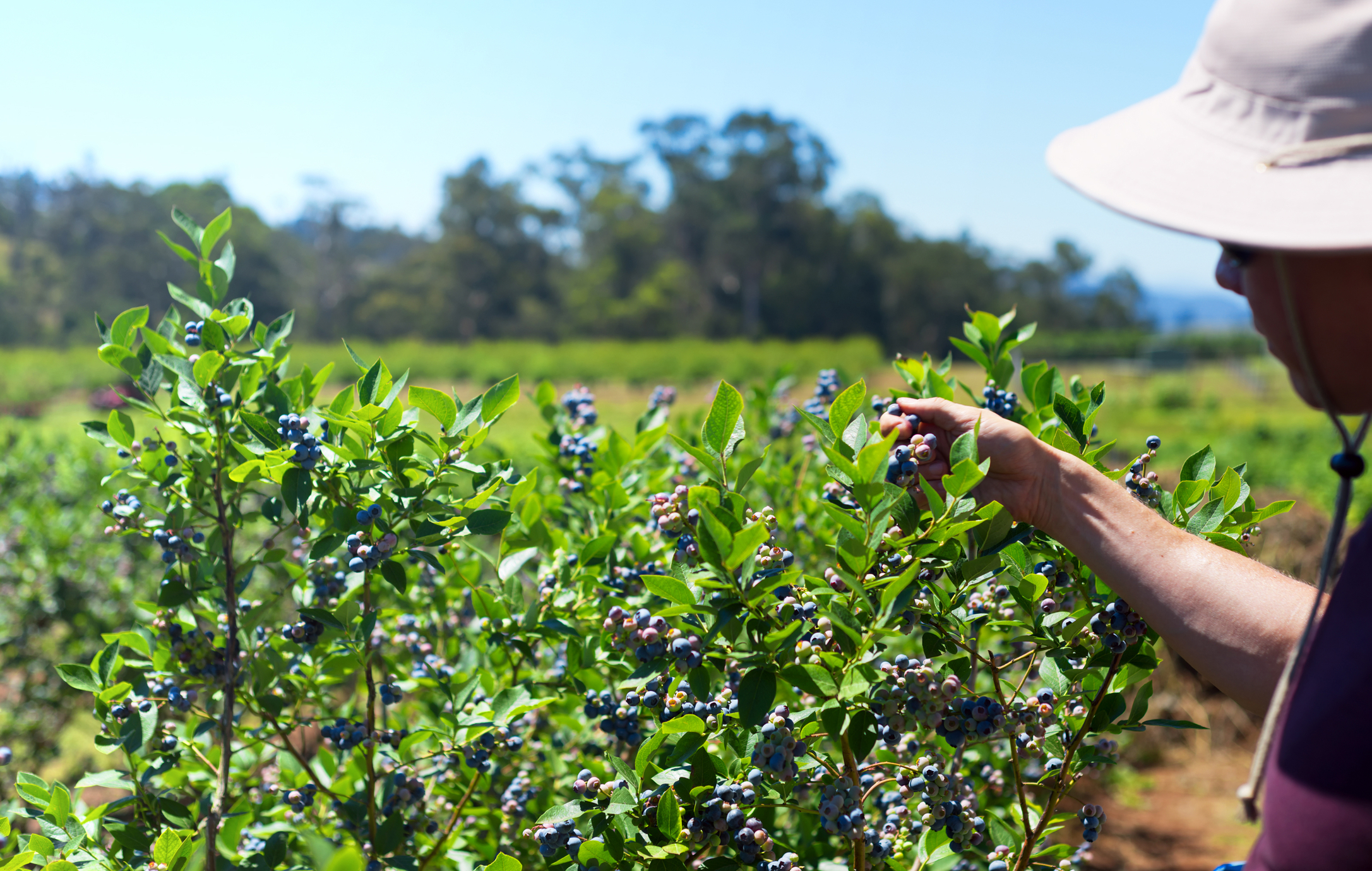 Blueberry festival continues at Ocean County farm