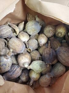 Delaware CBP Officers Seize Opium Poppy Pod Shipment destined to Dover, Delaware