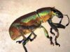 Wilmington, delaware cbp reports first local interception of citrus weevil species