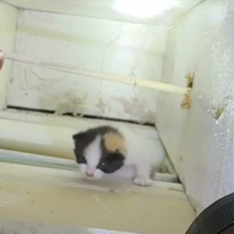 Crime scene investigators make unexpected find at robbery scene - photo licensed by shore news network.