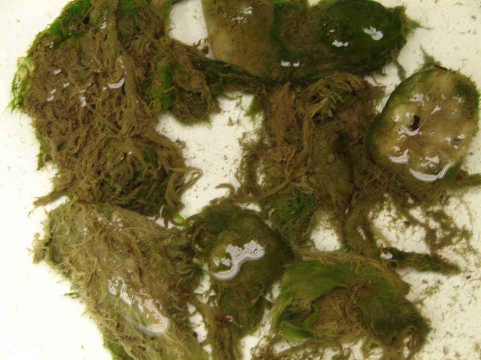 Potomac River algae bloom poses health risk for pets, officials warn Potomac River algae bloom poses health risk for pets, officials warn