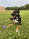 Police seeking suspect who shot and killed neighborhood dog