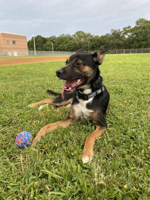 Police Seeking Suspect Who Shot and Killed Neighborhood Dog