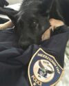 Beloved bucks county k-9 cop passes