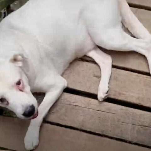 Owner charged for stranding dog in lonelyville - photo licensed by shore news network.