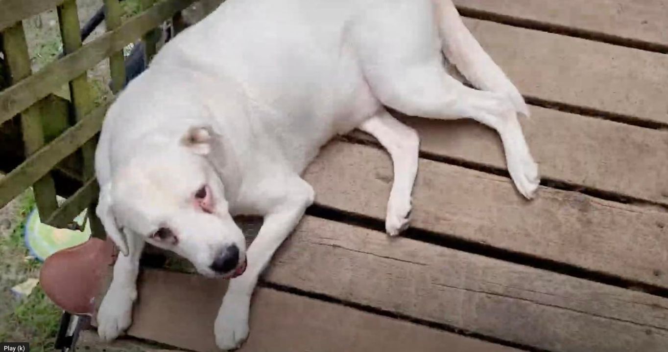 Owner charged for stranding dog in Lonelyville