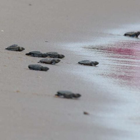 Over 100 sea turtles returned to the ocean - photo licensed by shore news network.