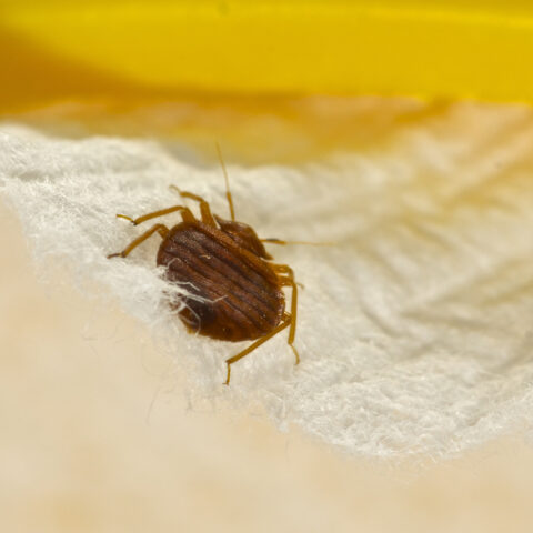 New york, new jersey have hotel bed bug problems according to new study - photo licensed by shore news network.