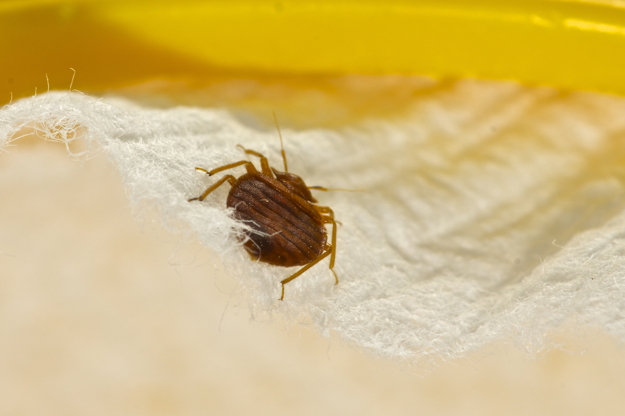 New York, New Jersey Have Hotel Bed Bug Problems According to New Study