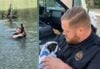 Animal Cop Jumps Into Water to Save Kitten Animal Cop Jumps Into Water to Save Kitten