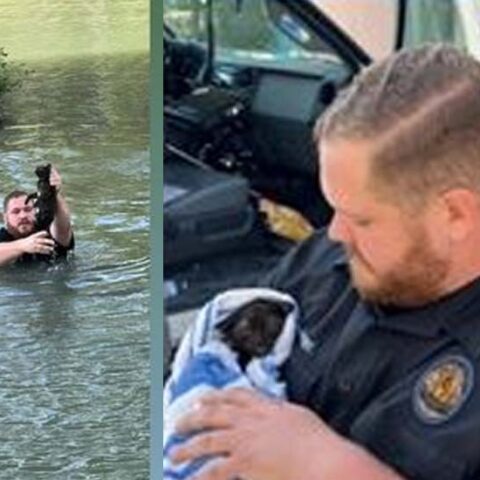 Animal cop jumps into water to save kitten - photo licensed by shore news network.