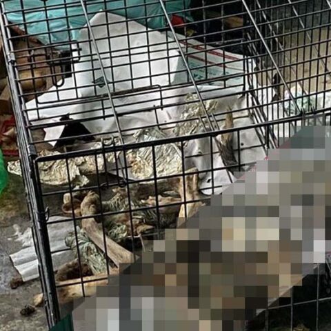 Two arrested in ongoing syracuse neglected dog death case - photo licensed by shore news network.