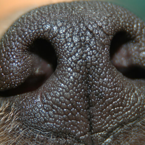 K9 sniffs out counterfeit cash, gun during suspicious person call - photo licensed by shore news network.