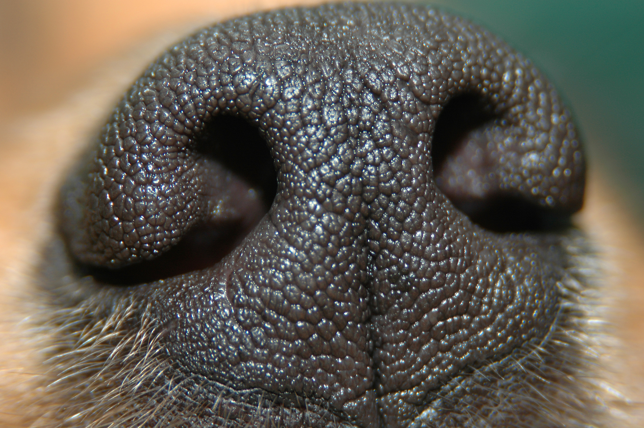 K9 Sniffs Out Counterfeit Cash, Gun During Suspicious Person Call