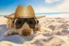 This Jersey Shore Resort is Extremely Dog Friendly, Great News for Pet Lovers This Jersey Shore Resort is Extremely Dog Friendly Great News for Pet Lovers