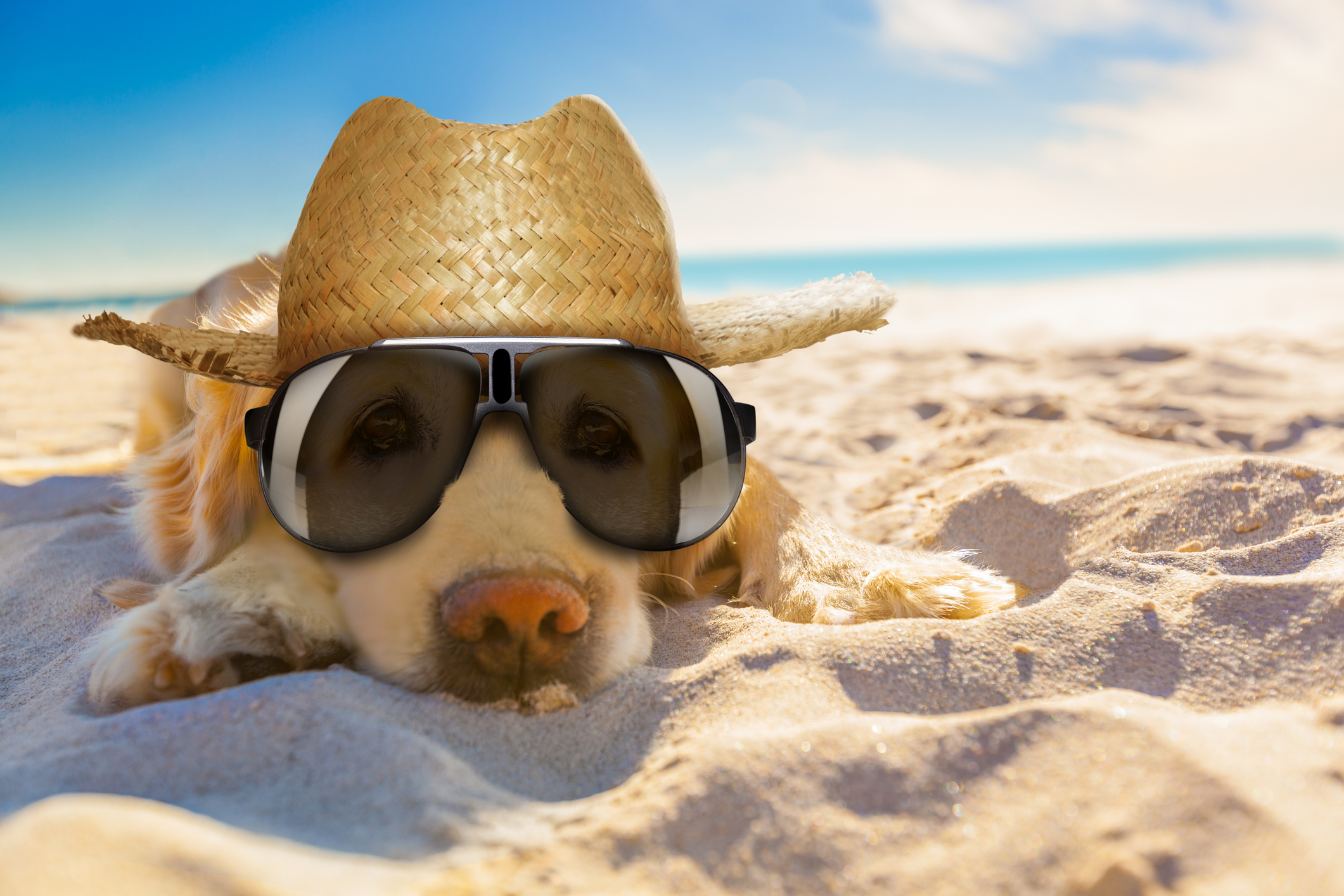 This Jersey Shore Resort is Extremely Dog Friendly, Great News for Pet Lovers