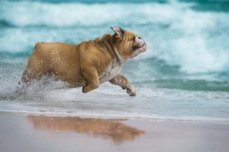 Dog friendly beaches in new jersey: your dog and jersey shore are perfect together - photo licensed by shore news network.